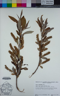 Salix laevigata image