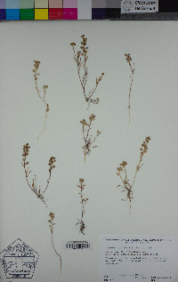 Lepidium nitidum image