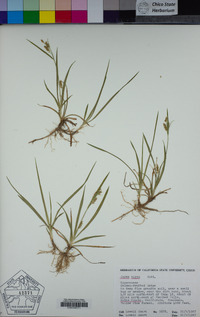 Carex aurea image