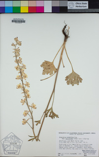 Delphinium hesperium image