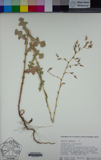 Lactuca serriola image