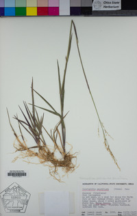 Torreyochloa pallida image