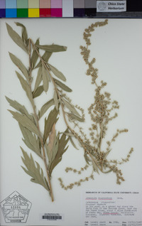 Artemisia douglasiana image