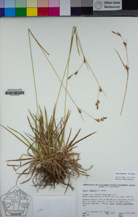 Carex lemmonii image