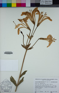 Lilium washingtonianum subsp. washingtonianum image