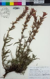 Castilleja applegatei image