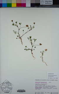 Trifolium depauperatum var. depauperatum image