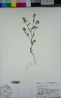 Cryptantha torreyana image