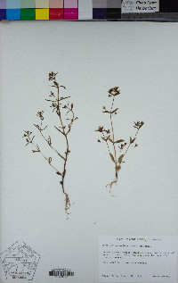 Collinsia parviflora image