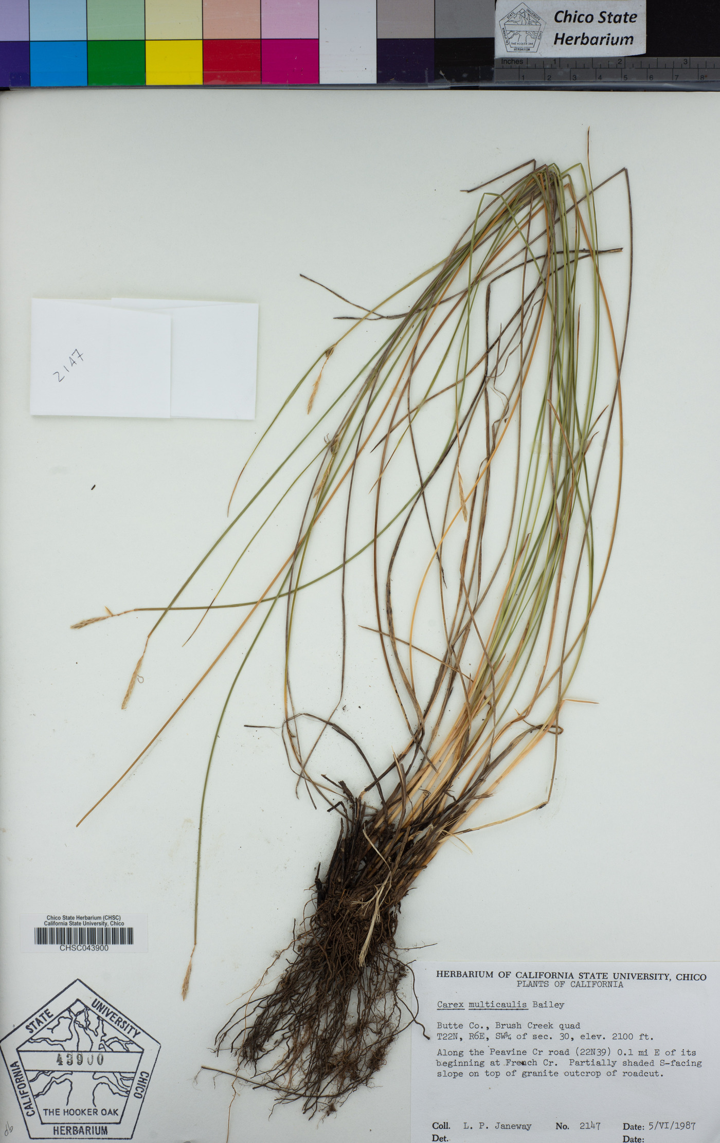 Carex multicaulis image