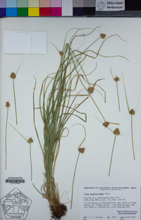 Carex athrostachya image