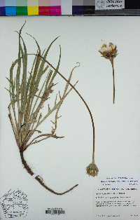 Agoseris grandiflora image