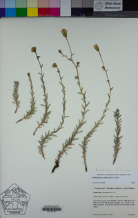 Anisocarpus scabridus image