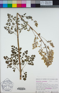 Thalictrum fendleri var. polycarpum image