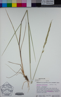 Elymus glaucus image