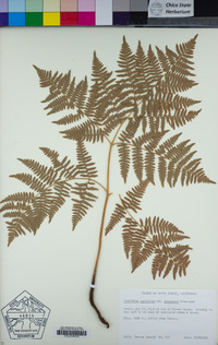 Pteridium aquilinum image