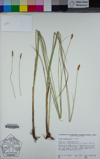 Carex praegracilis image