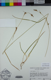 Carex lemmonii image