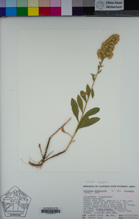 Solidago elongata image