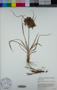 Cyperus rotundus image