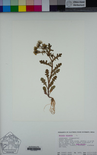 Senecio vulgaris image