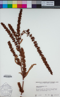 Rumex stenophyllus image