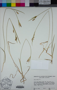 Carex aurea image