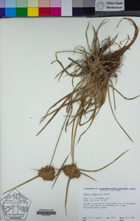 Cyperus eragrostis image