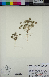 Navarretia divaricata image