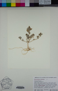 Chenopodium vulvaria image