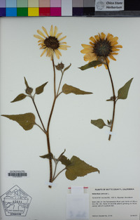 Helianthus annuus image