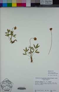 Trifolium longipes subsp. hansenii image