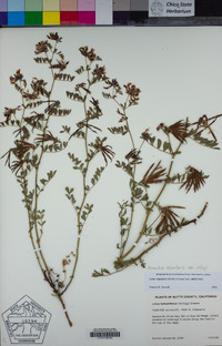 Hosackia stipularis image