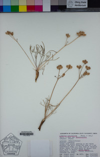 Lomatium caruifolium var. denticulatum image