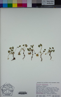 Trifolium subterraneum image