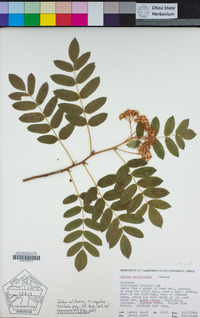 Sorbus californica image