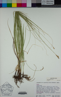 Carex praegracilis image