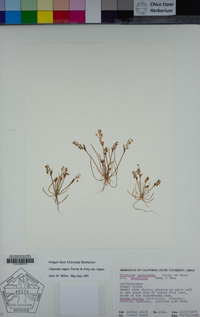 Claytonia exigua image