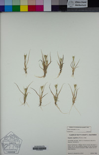 Crypsis schoenoides image