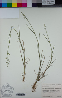 Poa compressa image