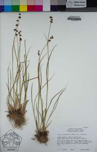 Juncus nevadensis image