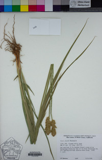 Carex fracta image