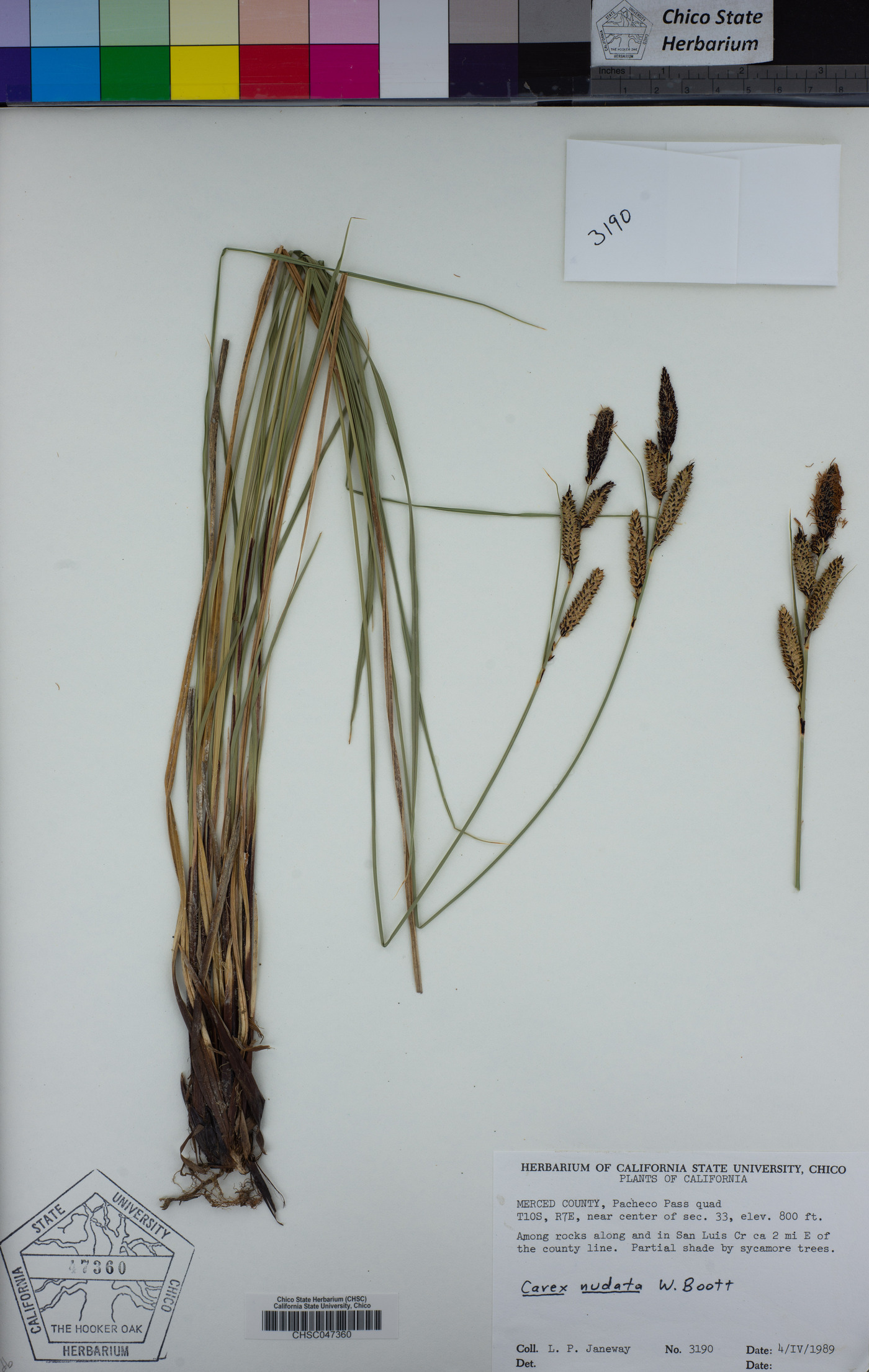 Carex nudata image