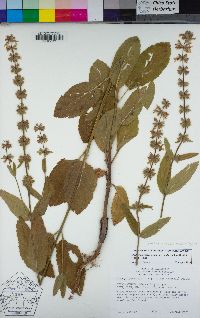 Stachys rigida image