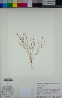 Juncus bufonius image