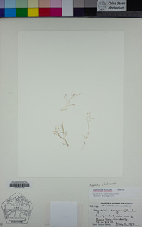 Agrostis elliottiana image