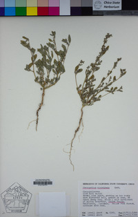 Chenopodium atrovirens image