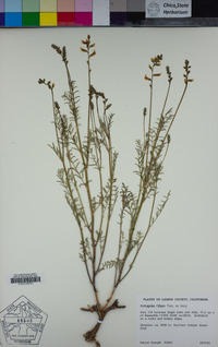 Astragalus filipes image