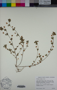 Trifolium dubium image