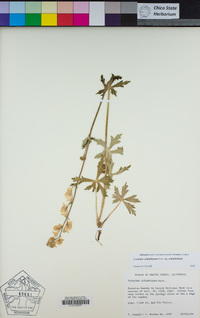 Aconitum columbianum image